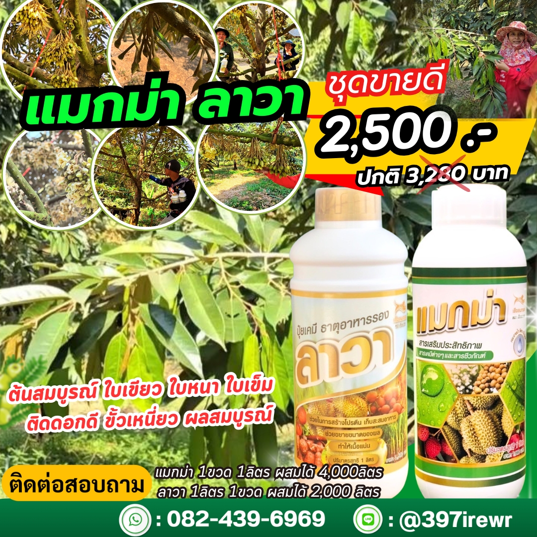 แมกม่าลาวา ผสมยาฆ่าแมลง กำจัดเพลี้ย แมลง เช่น เพลี้ยไฟ เพลี้ยจักจั่น ไรแดง ลาวาช่วยบำรุงใบ สะสมอาหาร บำรุงดอกและผล