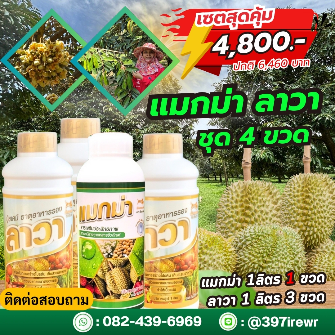 แมกม่าลาวา ปุ๋ยน้ำลาวา มีธาตุอาหารรองและเสริม ช่วยให้แตกยอดใหม่ ใบหนา ลดการหลุดร่วงของดอกและผล ขั้วเหนียว ผลสมบูรณ์