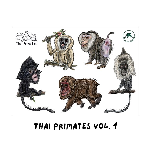 Thai Primates Sticker