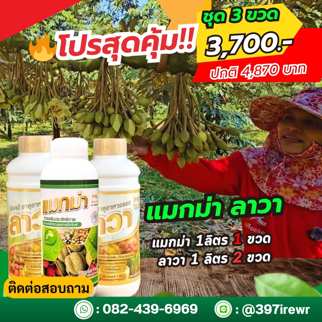 แมกม่าลาวา ปุ๋ยน้ำลาวา มีธาตุอาหารรองและเสริม ช่วยให้แตกยอดใหม่ ใบหนา ลดการหลุดร่วงของดอกและผล ขั้วเหนียว ผลสมบูรณ์
