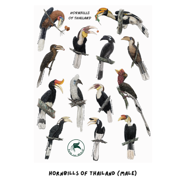 13 Hornbills of Thailand Sticker