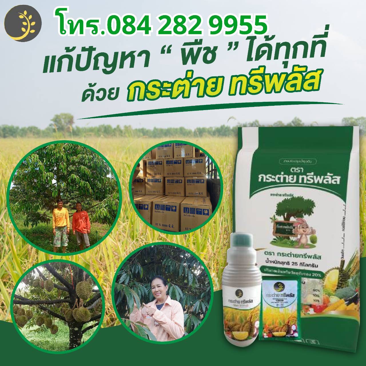 ทุเรียนใช้ไคโตซานน้ำสูตรดั้งเดิม