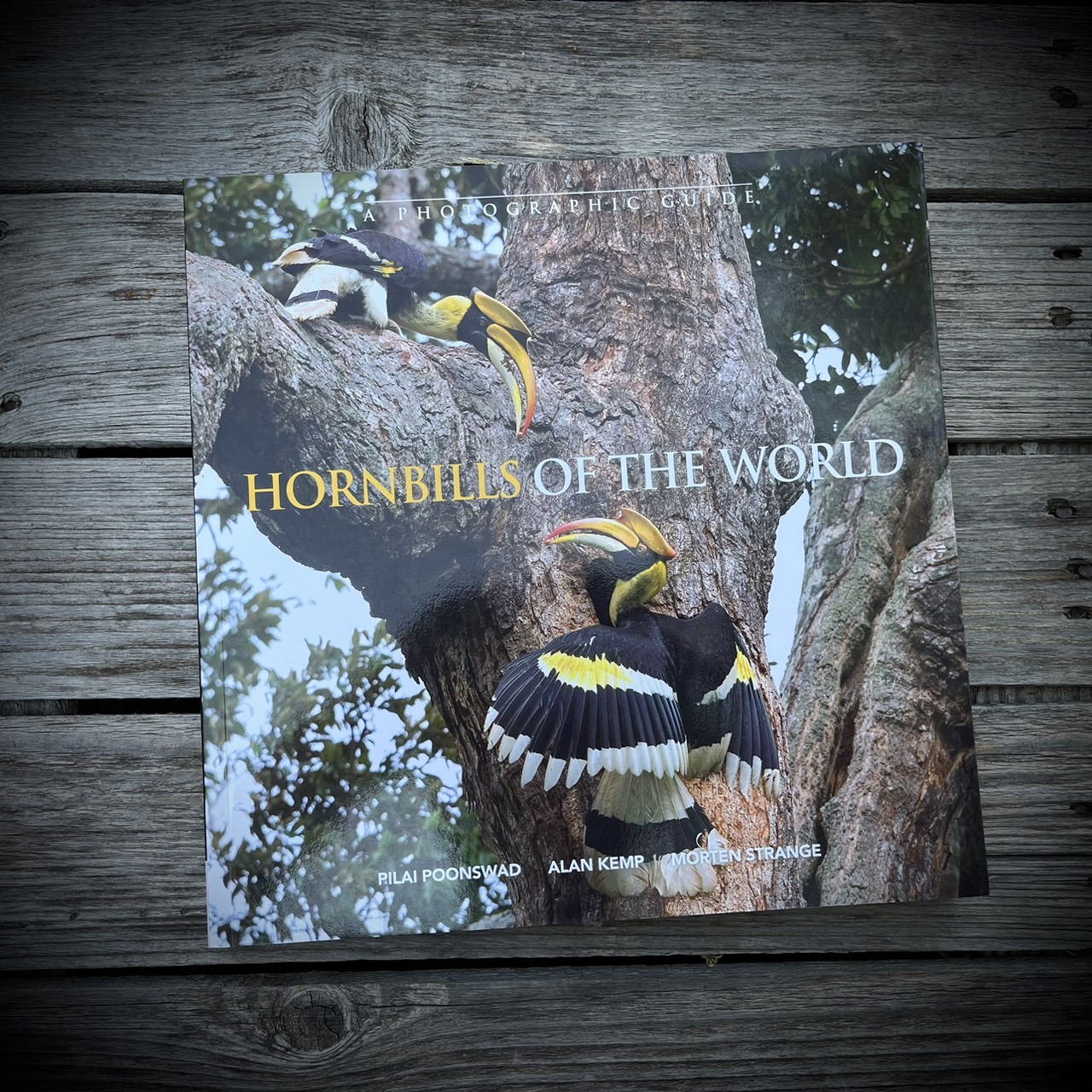 HORNBILLS OF THE WORLD