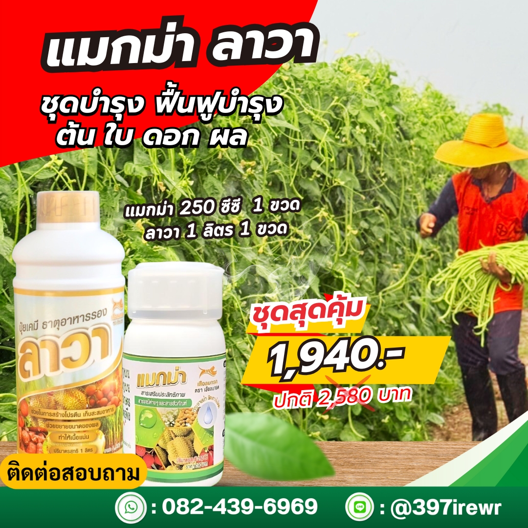 ส่งฟรี..แมกม่าลาวา ผสมยาฆ่าแมลง กำจัดเพลี้ย แมลง เช่น เพลี้ยไฟ เพลี้ยจักจั่น ไรแดง ลาวาช่วยบำรุงใบ สะสมอาหาร บำรุงดอกและผล สำเนา